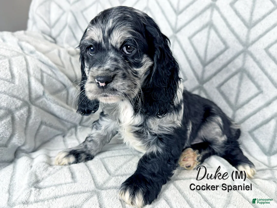 Cocker Spaniel dogs for sale: Duke - Ad 3