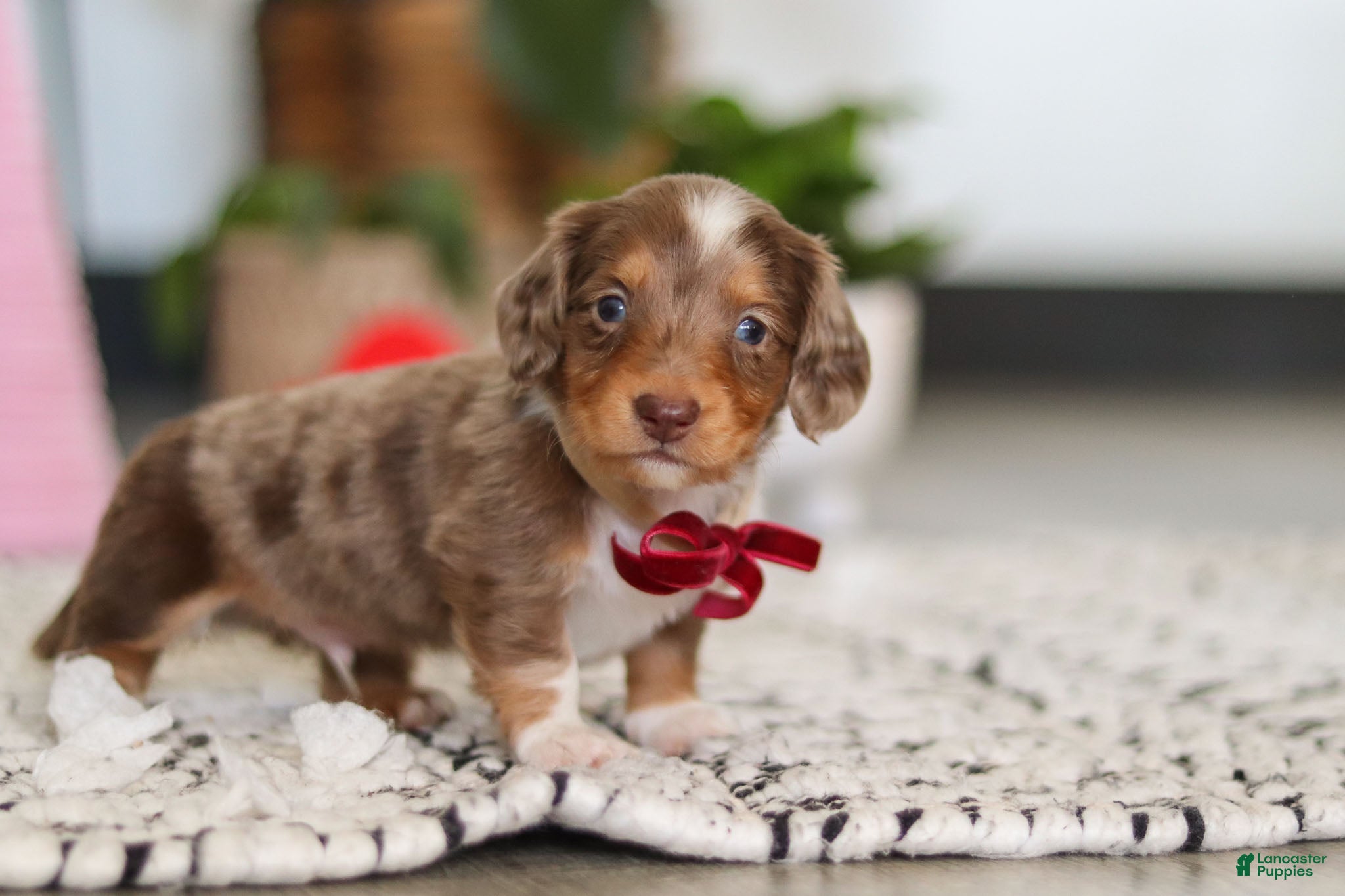 Dachshund dogs Jake - Ad 21