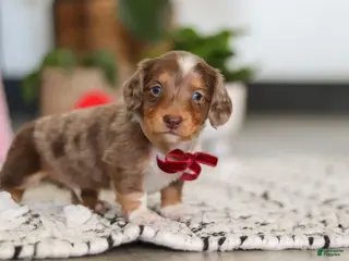 Dachshund dogs Jake - Ad 5