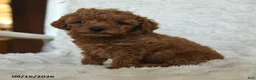Miniature Poodle dogs for sale: Nelson - Ad 5