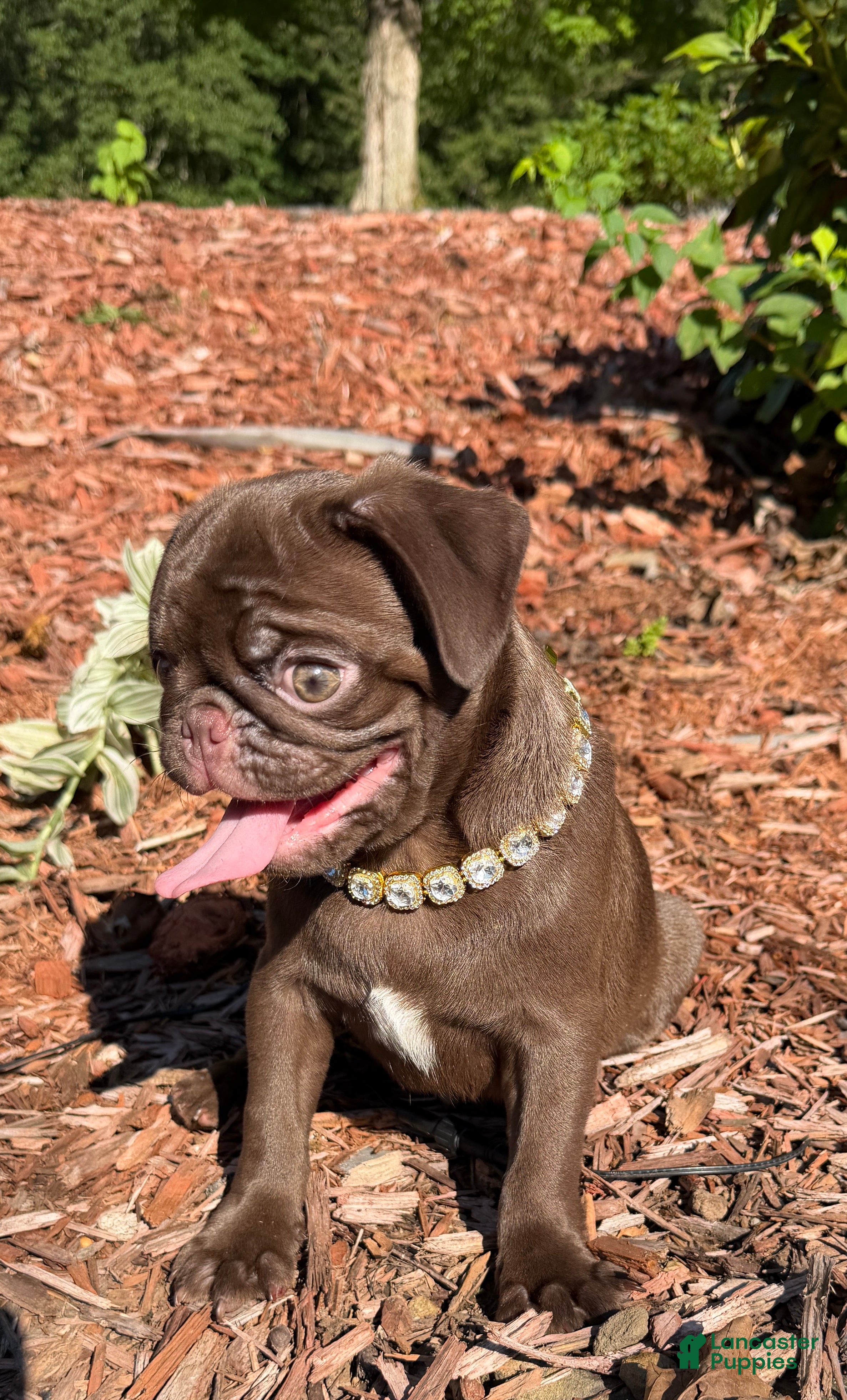Pug dogs Hamm - Ad 2