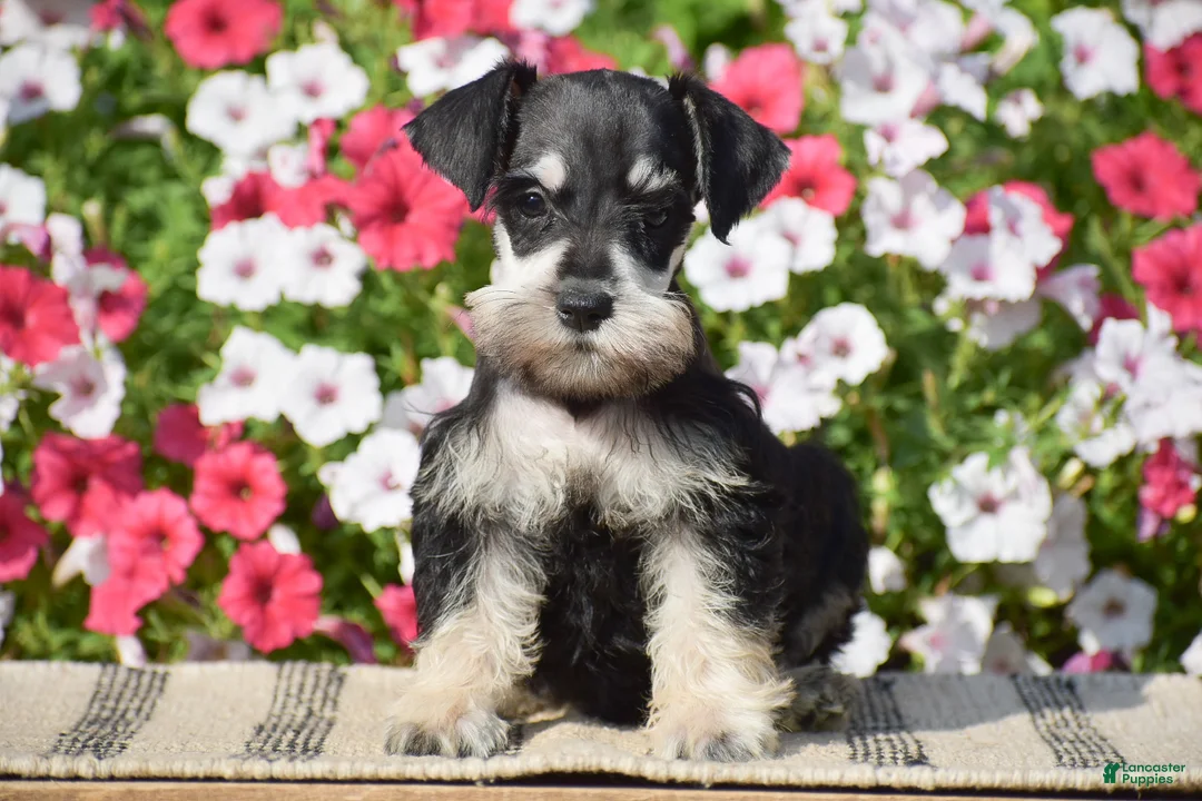 Miniature Schnauzer dogs for sale: Amanda - Mini - Ad 1