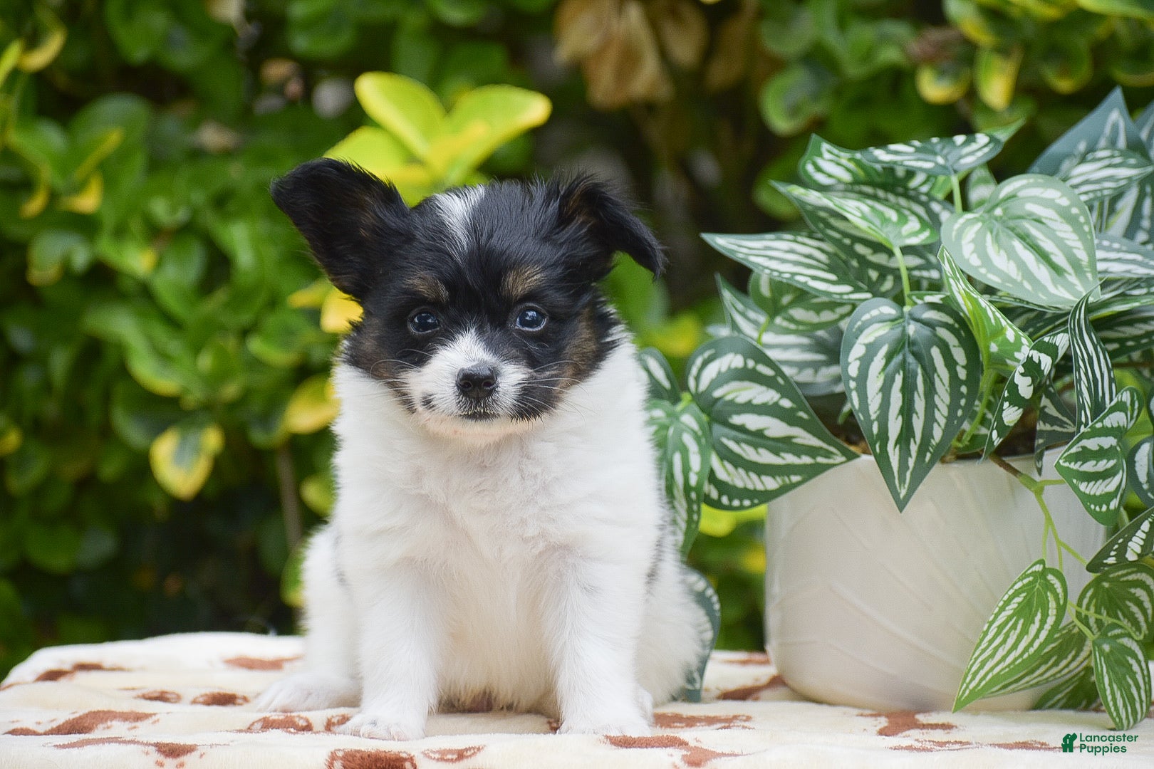 Papillon dogs Freddie - Ad 1