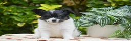 Papillon dogs for sale: Freddie - Ad 1