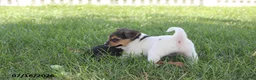 Toy Fox Terrier dogs for sale: Millie - Ad 9