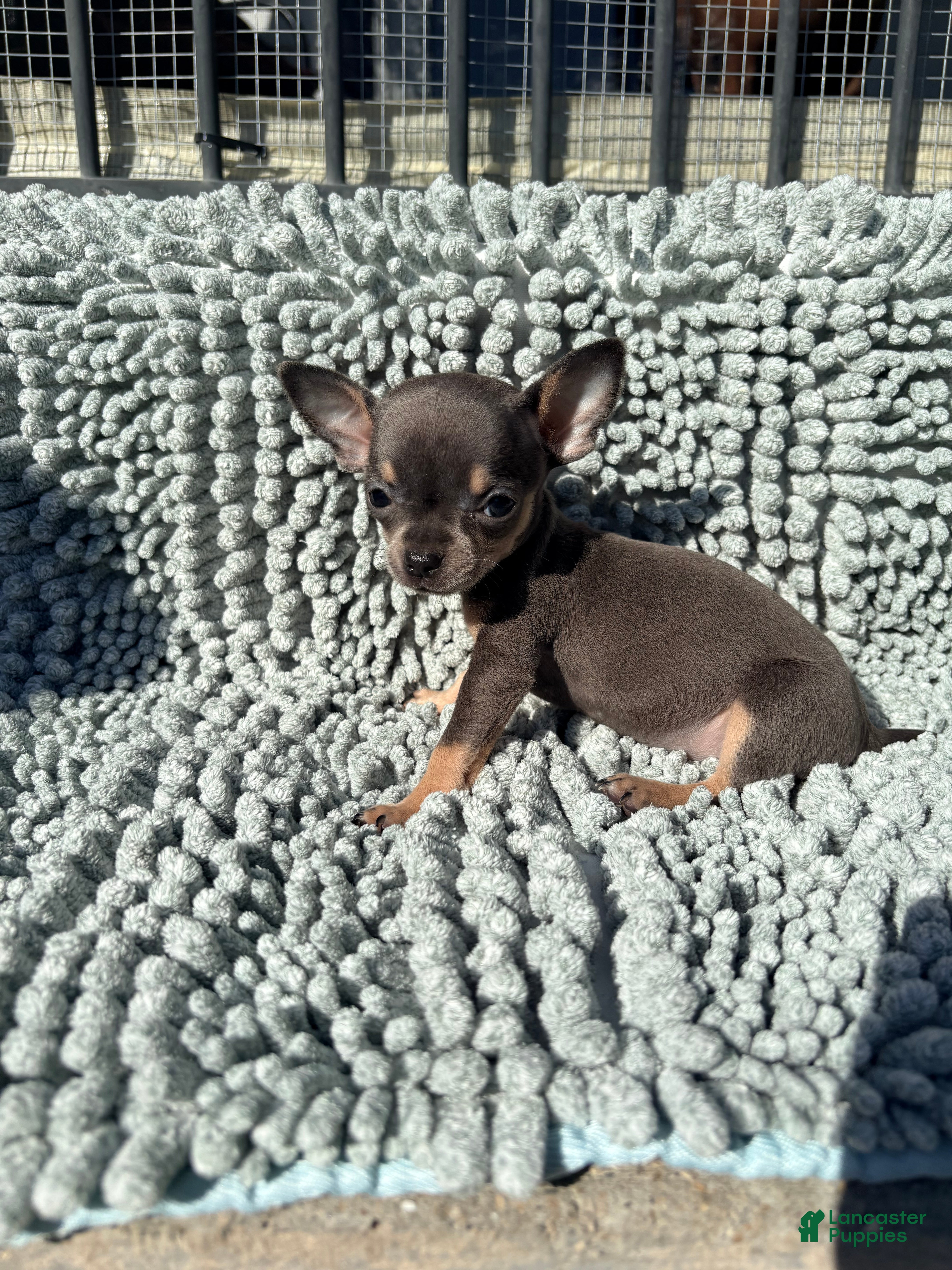 Chihuahua dogs Tiny Anna  - Ad 1