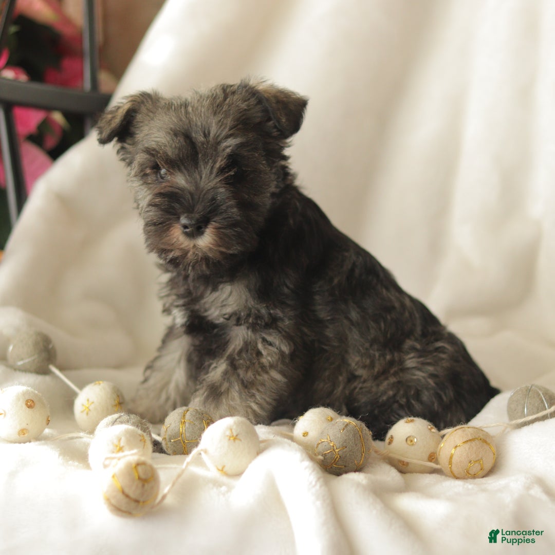 Miniature Schnauzer dogs for sale: Millie - Ad 2