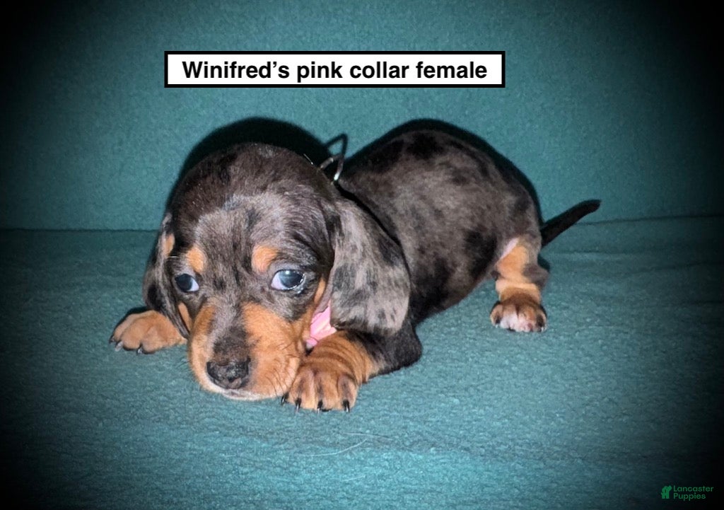Dachshund dogs AKC Winifred's Pink Collar Female - Ad 15