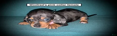AKC Winifred's Pink Collar Female