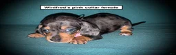 Dachshund dogs for sale: AKC Winifred's Pink Collar Female - Ad 1