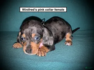 Dachshund dogs AKC Winifred's Pink Collar Female - Ad 1