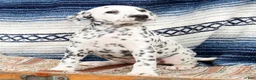 Dalmatian dogs for sale: Brittney - Ad 4