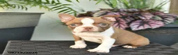 Boston Terrier dogs for sale: West  - Ad 3