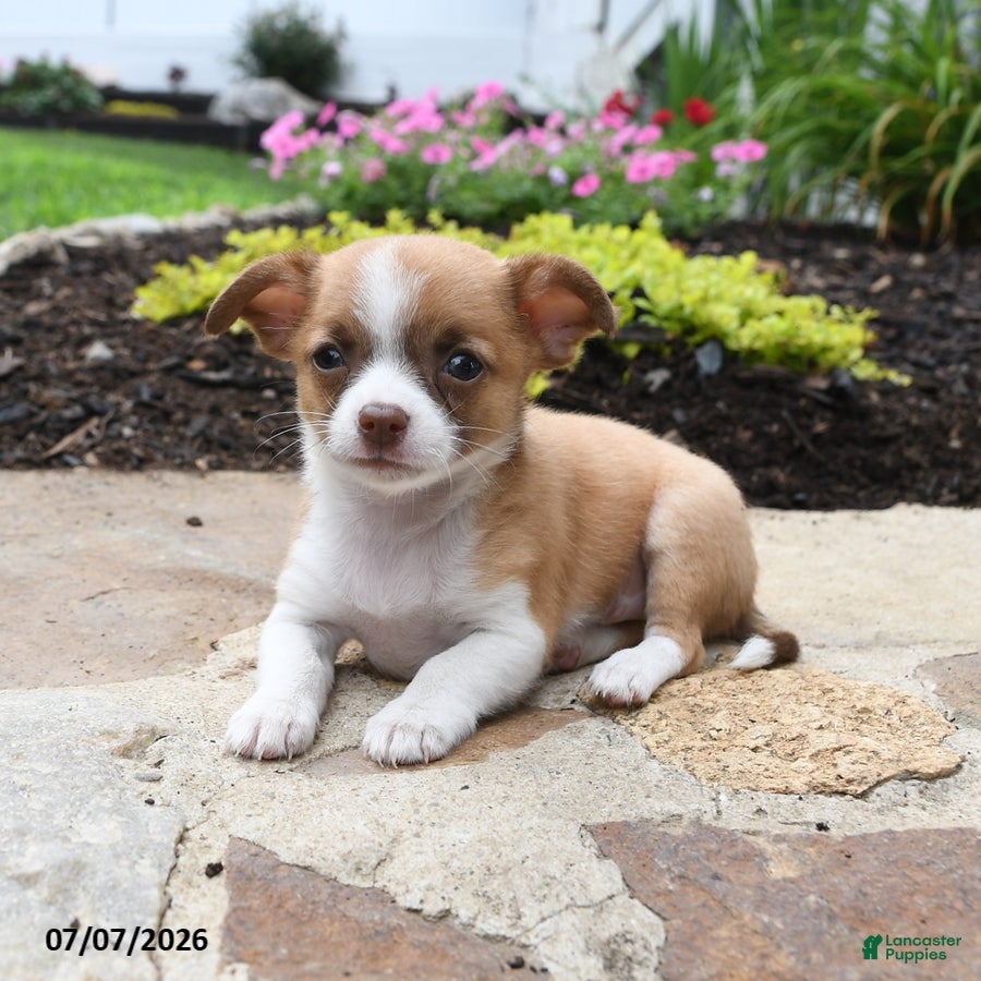 Chihuahua dogs Bonita - Ad 2