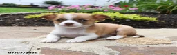 Chihuahua dogs for sale: Bonita - Ad 2