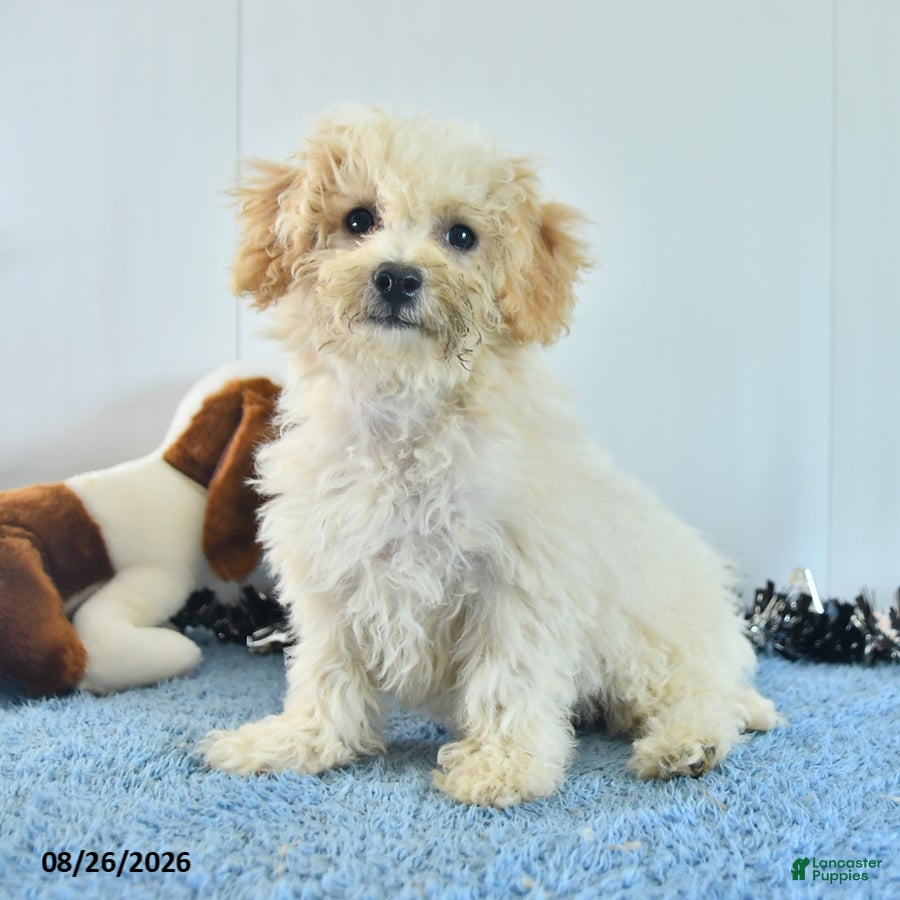 Bichpoo dogs Harry - Ad 1