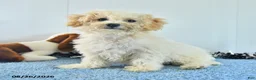 Bichpoo dogs for sale: Harry - Ad 12