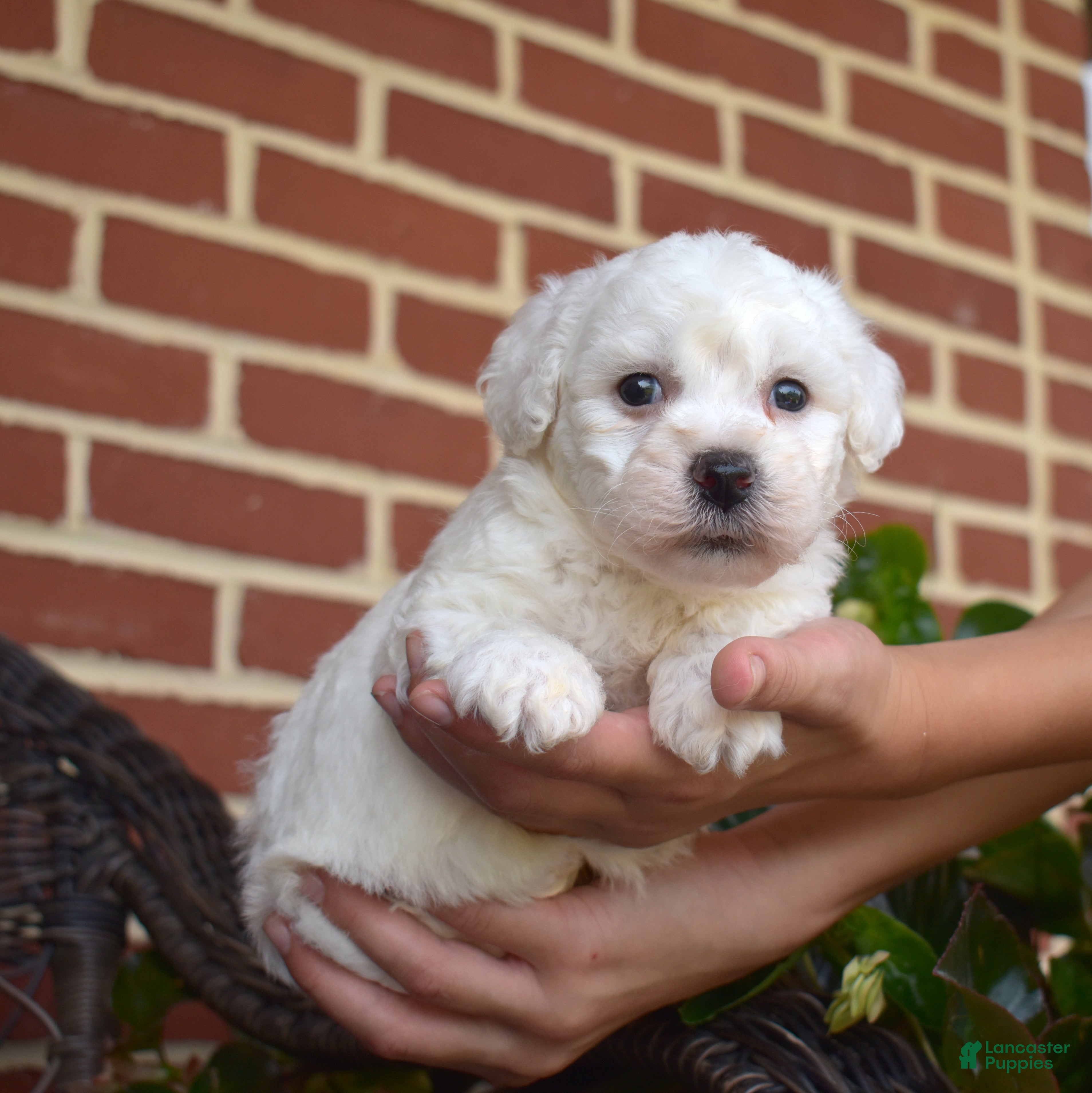 Bichon Frise dogs Winter - Ad 2
