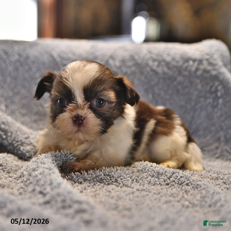 Shih Tzu dogs Lorraine - Ad 1