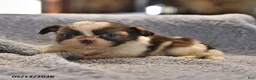 Shih Tzu dogs for sale: Lorraine - Ad 1