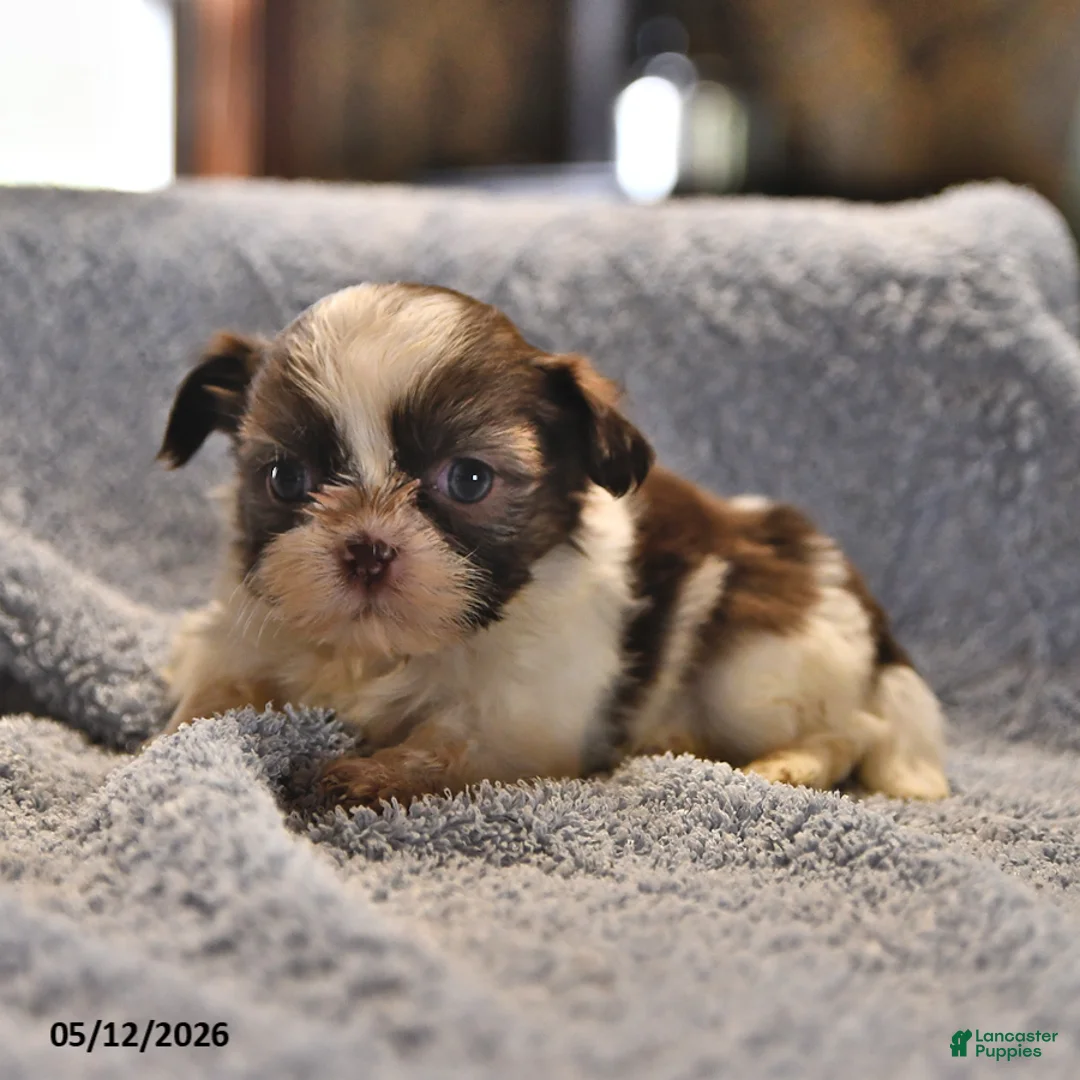 Shih Tzu dogs for sale: Lorraine - Ad 1