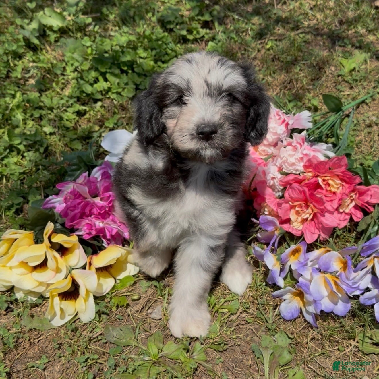 Mini Goldendoodle dogs Basil - Ad 1