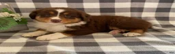 Australian Shepherd dogs for sale: Sally - Ad 1