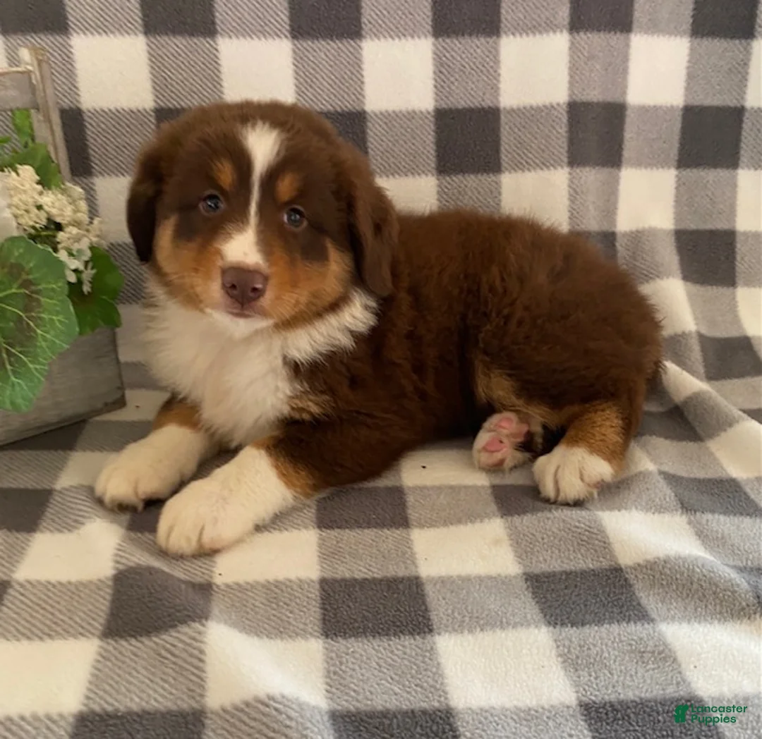 Australian Shepherd dogs for sale: Sally - Ad 1