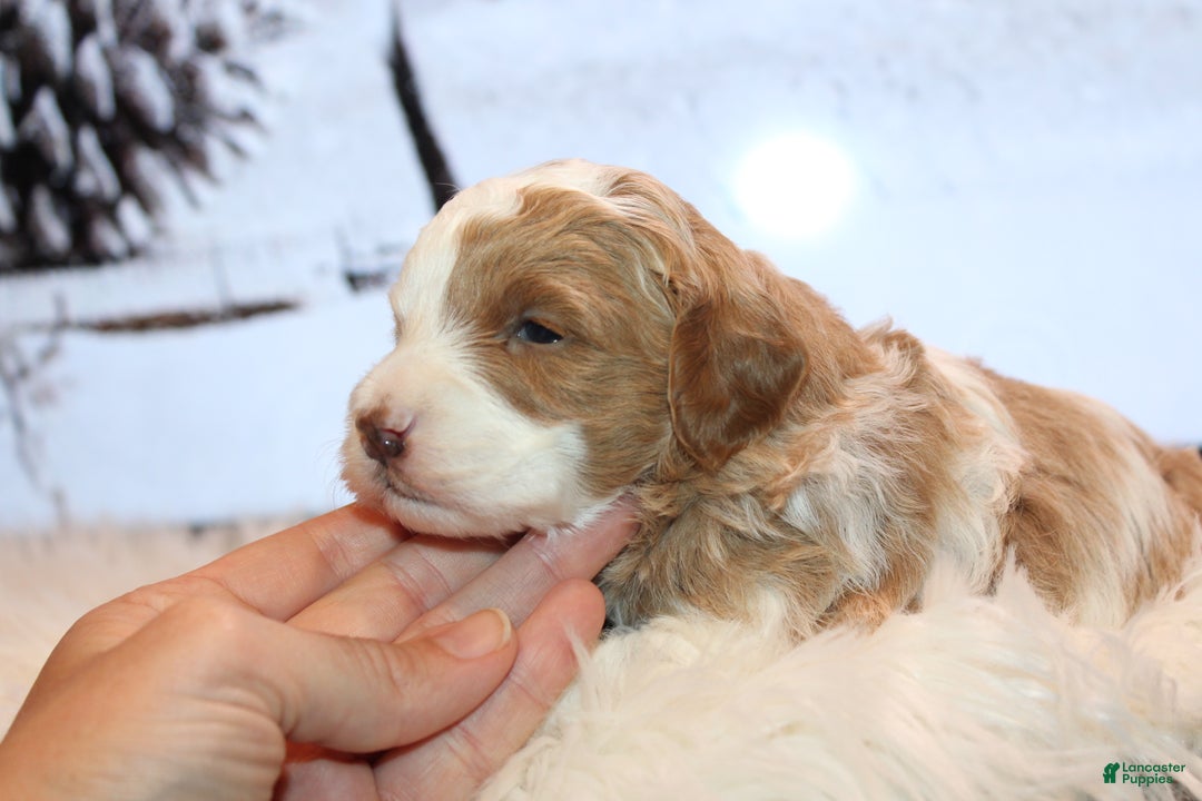 Mini Goldendoodle dogs for sale: Griffy-Mini - Ad 3