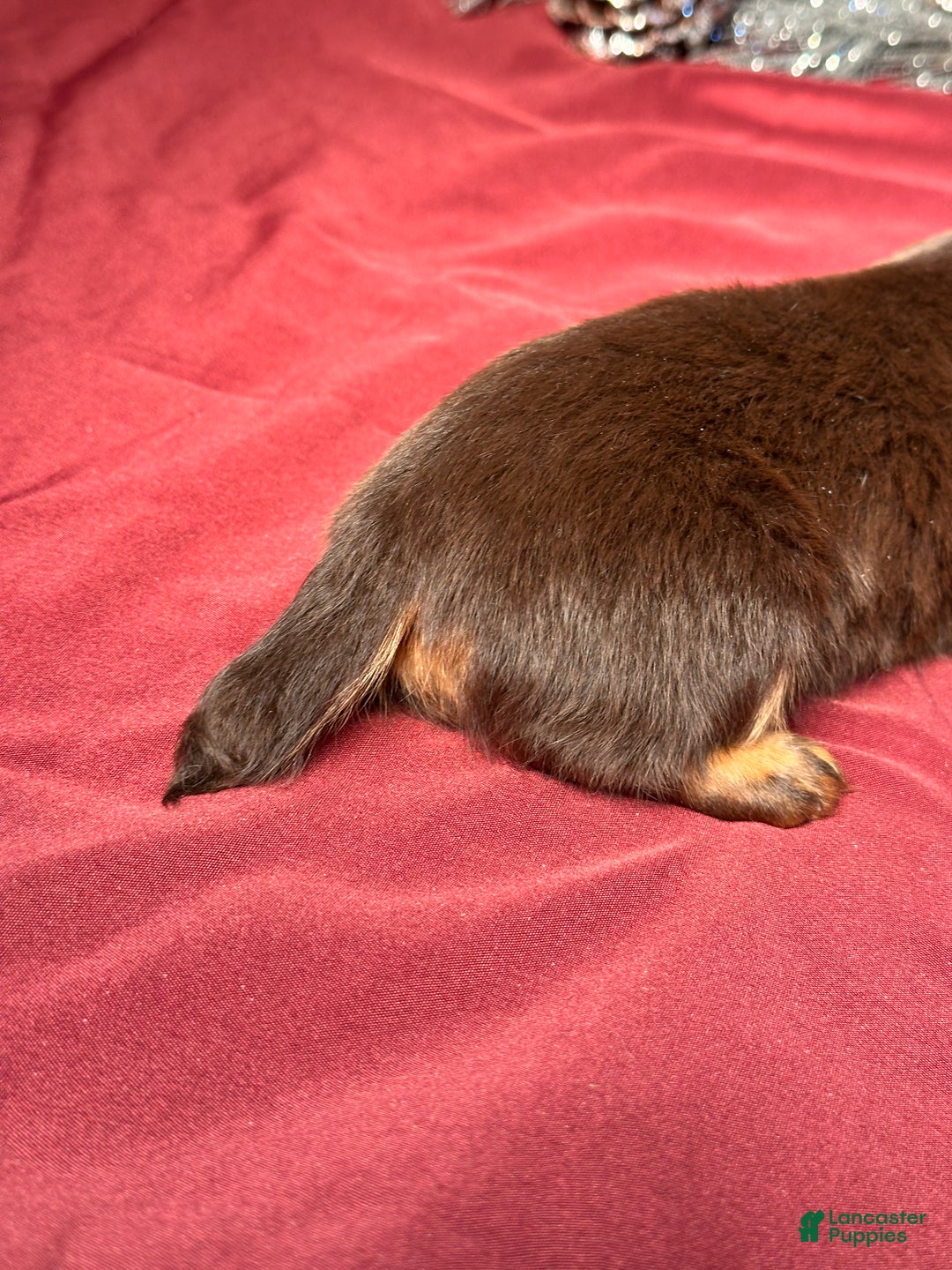 Miniature Dachshund dogs for sale: Luna - Ad 8