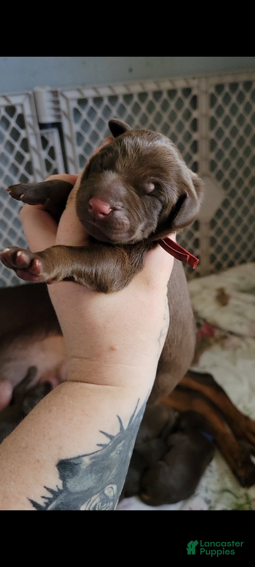 Doberman Pinscher dogs Doberman Pinscher Puppy 1 - Ad 1