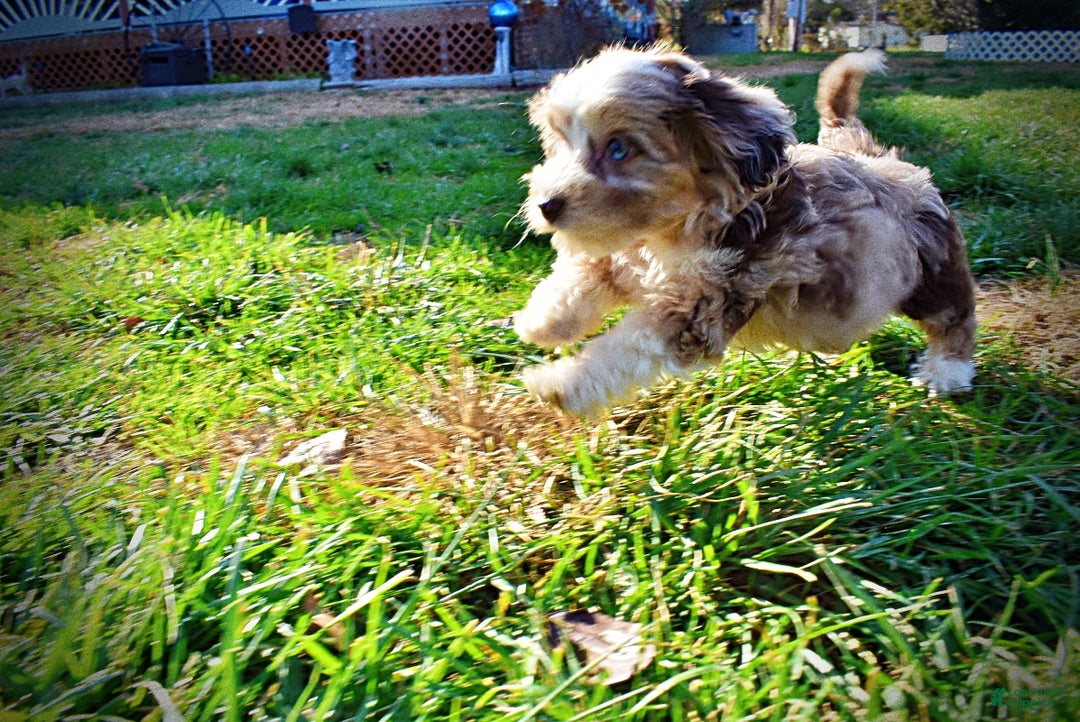 Havapoo dogs for sale: Oakley - Ad 10