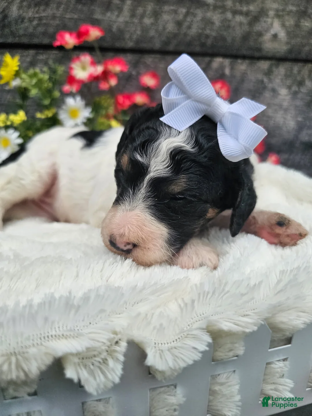 Standard Poodle dogs for sale: Zelda - Ad 2