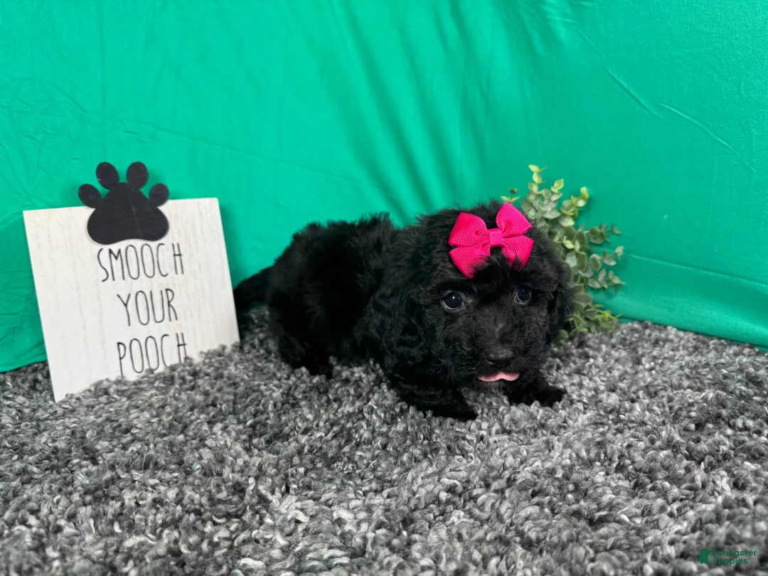 Miniature Poodle dogs for sale: Miniature Poodle 5 - Ad 1