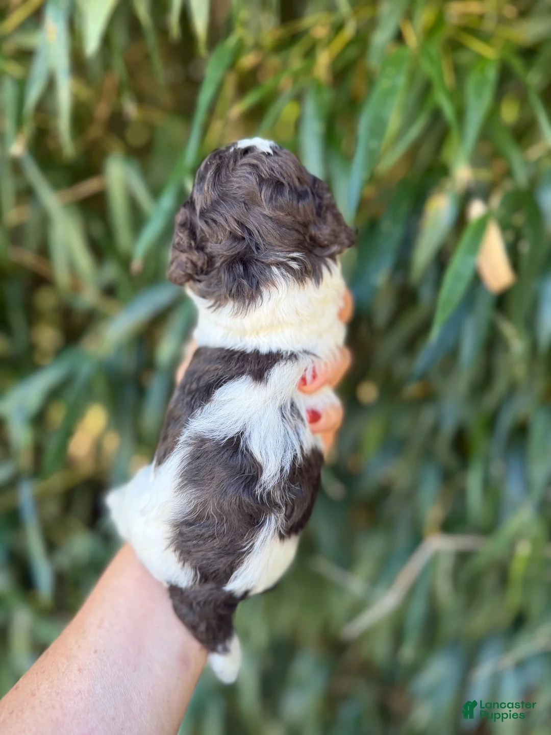 Cockapoo dogs for sale: Cockapoo 3 - Ad 2