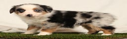 Miniature Australian Shepherd dogs for sale: Daisy - Ad 2