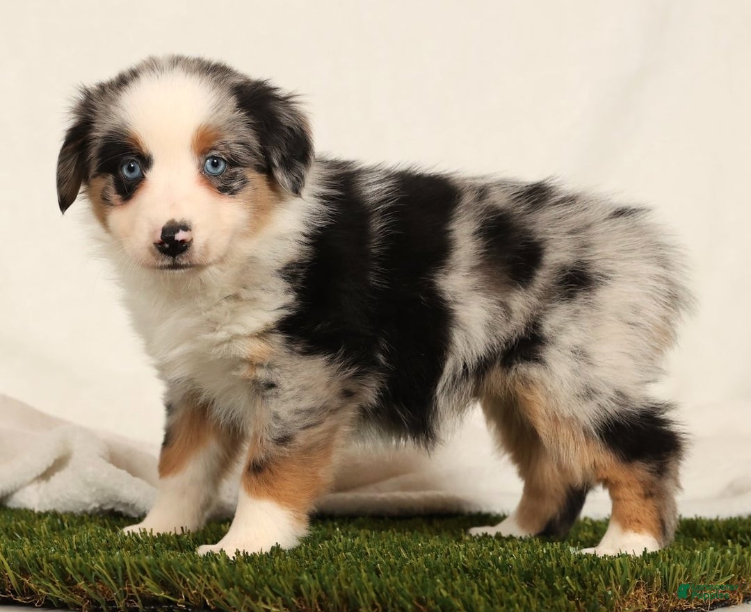 Miniature Australian Shepherd dogs for sale: Daisy - Ad 2