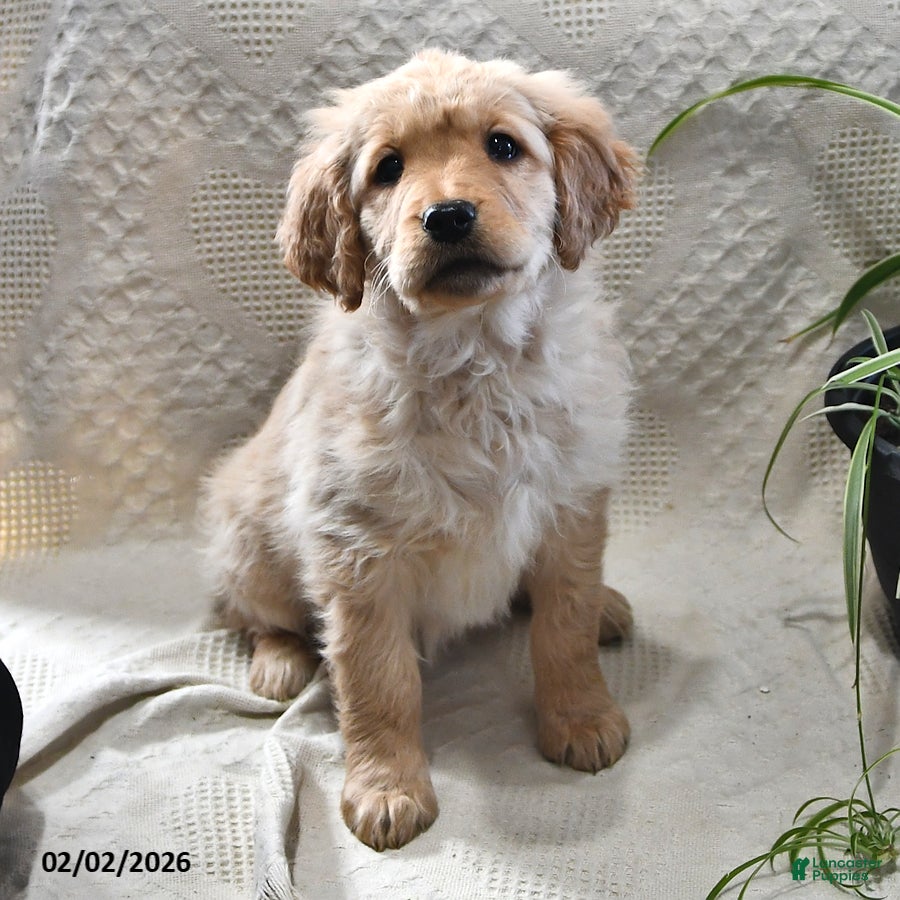 Goldendoodle dogs Holly - Ad 40