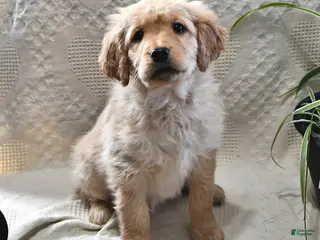 Goldendoodle dogs Holly - Ad 40