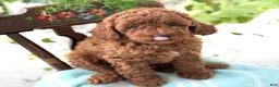 Miniature Poodle dogs for sale: Teddy - Ad 14