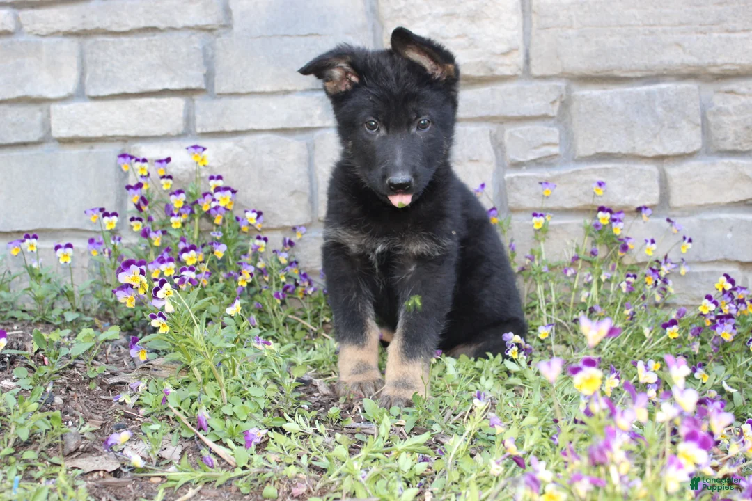 German Shepherd dogs for sale: Diesel  - Ad 1