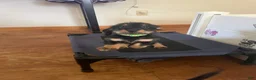 Miniature Dachshund dogs for sale: Reptar - Ad 5
