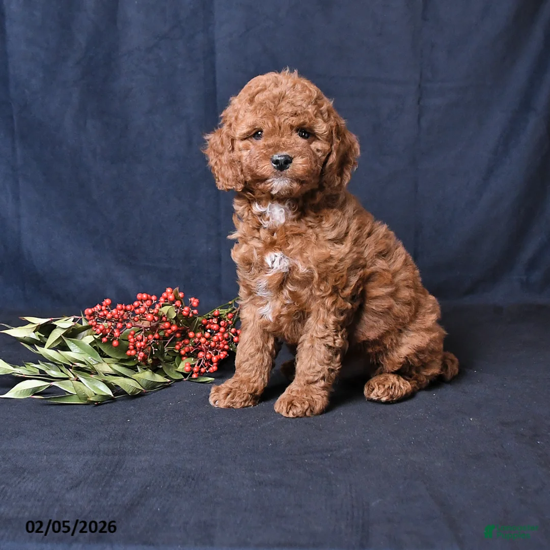 Miniature Poodle dogs for sale: Owen - Ad 1