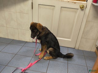 Tibetan Mastiff dogs Gumbo - Ad 1