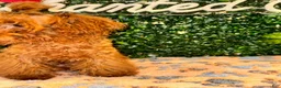 Toy Poodle dogs for sale: Boy - Ad 3