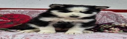 Siberian Husky dogs for sale: Kipton  - Ad 6