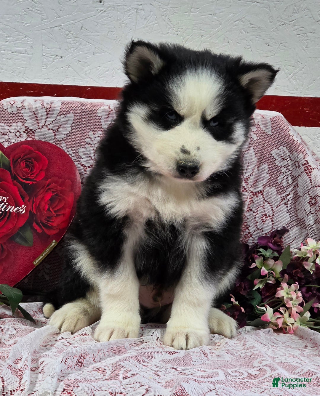 Siberian Husky dogs for sale: Kipton  - Ad 6