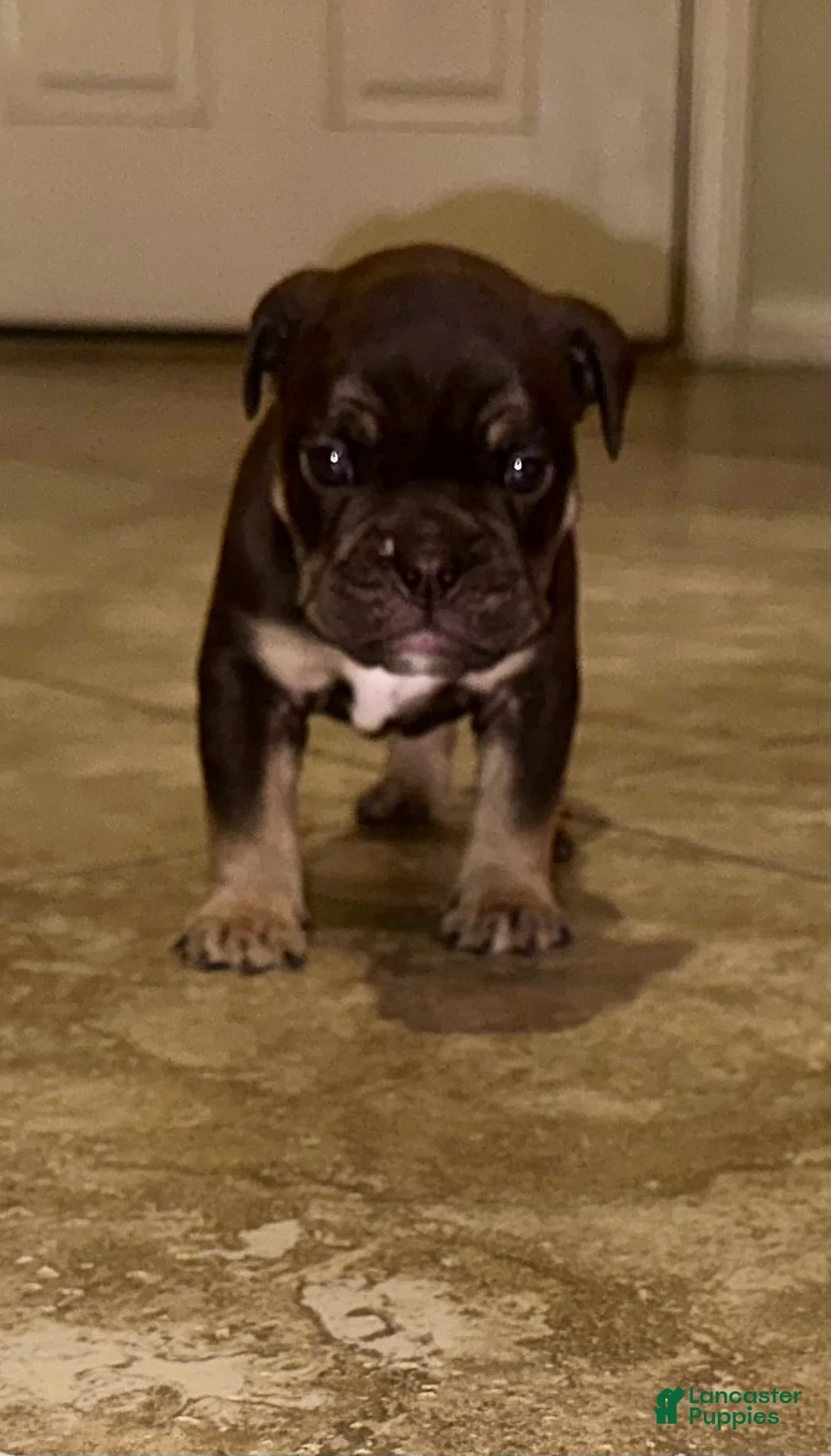 English Bulldog dogs for sale: Apollo  - Ad 1