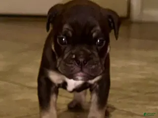 English Bulldog dogs for sale: Apollo - Ad 3