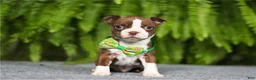Boston Terrier dogs for sale: Noland - Ad 3